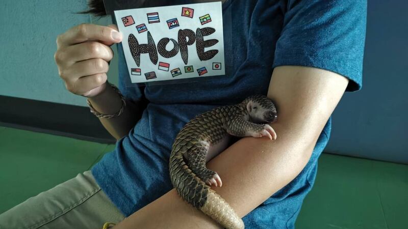 The pangolin was given a ‘precious second chance’ by zookeepers.