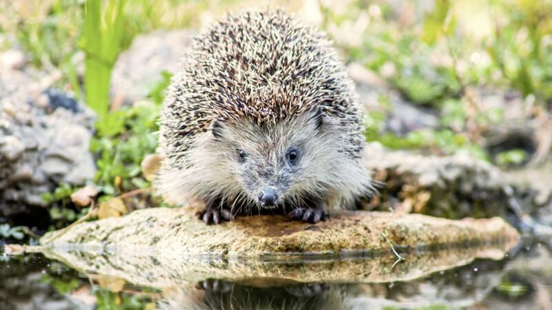 Hedgehog Awareness Week runs May 3-9 