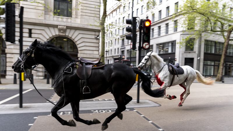 Household Cavalry horses Vida (grey) and Trojan (black) bolt through the streets of London near Aldwych