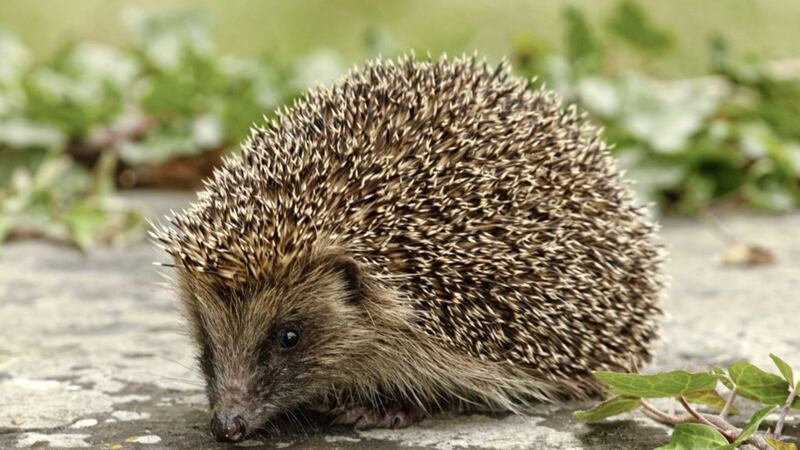 The hedgehog&#39;s decline is being blames on agriculture&#39;s use of chemical crop controls 