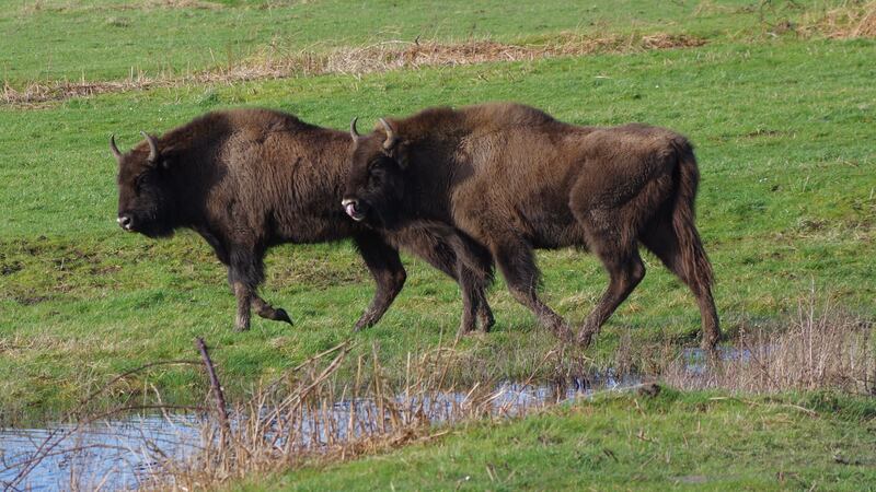 Two jobs are being advertised to manage a small herd of European bison which will be introduced to ancient woodland in Kent.