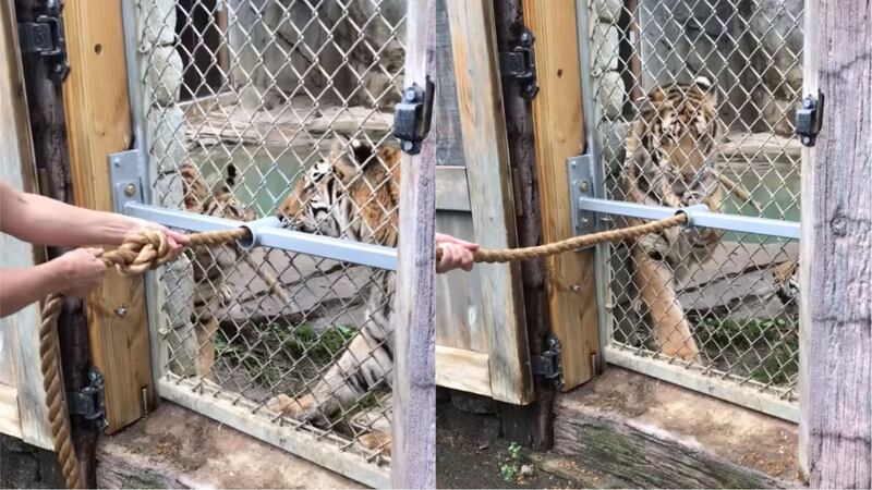 The tigers at Columbus Zoo have a raft of enrichment activities to try.