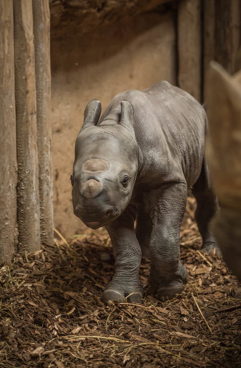 The calf was born in front of visitors around midday on Tuesday (Chester Zoo/PA)