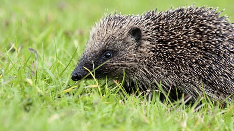 Our modern urban environments are hostile places for hedgehogs - we need to do more to help these valuable mammals survive and prosper. 