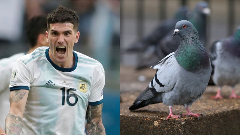 Fortunately for Rodrigo De Paul the bird appeared to escape the crushing unscathed.