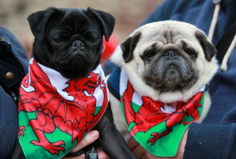 Two pug dogs wearing Welsh neckerchiefs 