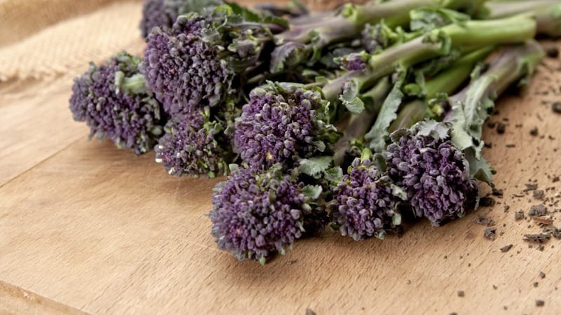 Purple-sprouting broccoli is probably my favourite of all the brassicas &ndash; it&#39;s especially tasty and grows over winter when little else is happening in the veg patch 