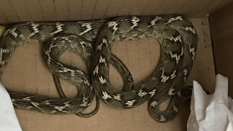 The RSPCA said the snake had no apparent access to ‘food, water or appropriate heat’.