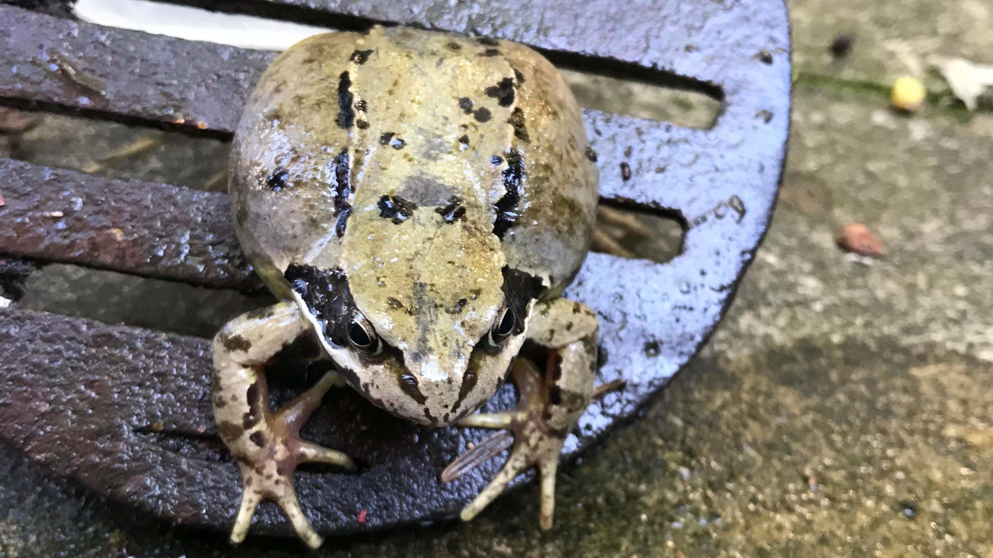 Frog Needing Rescured Firefighters rescue frog stuck in drain cover – The Irish News