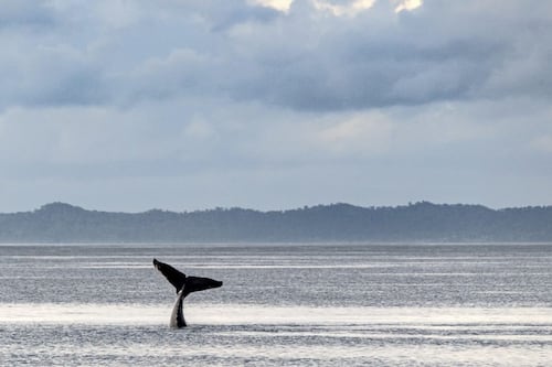 More than just a fluke: Hervey Bay the place to go for humpback whale watching 