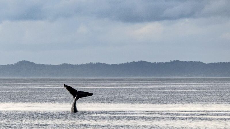 A humpback whale fluke in Hervey Bay, Queensland 