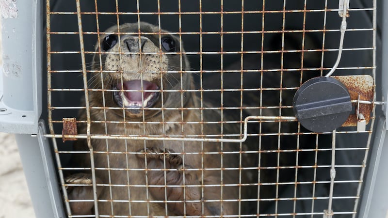 The grey seals, named Scribbly Gum and Echinacea, were found underweight and suffering from injuries earlier this year.