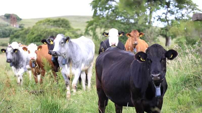 The collars work by emitting audio signals to move the herd