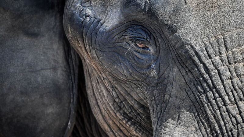 An estimated 350,000 elephants are left in Africa, but up to 15,000 are killed by poachers every year.