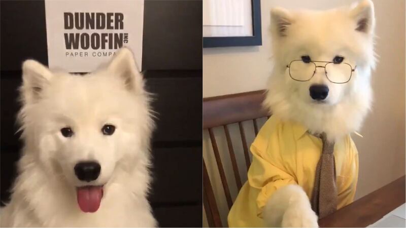 Starring Enzo the Samoyed, boss of the Dunder Woofin Paper Company.