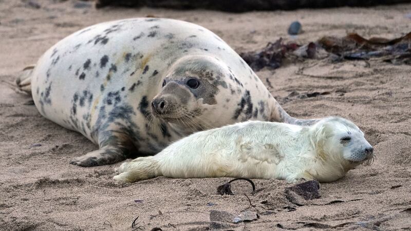 A drone operator filmed the islands, just off the Northumberland coast, and experts will count the pups to monitor the population of grey seals.