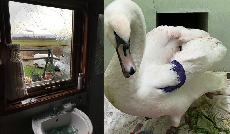 Smashed bathroom window and the swan