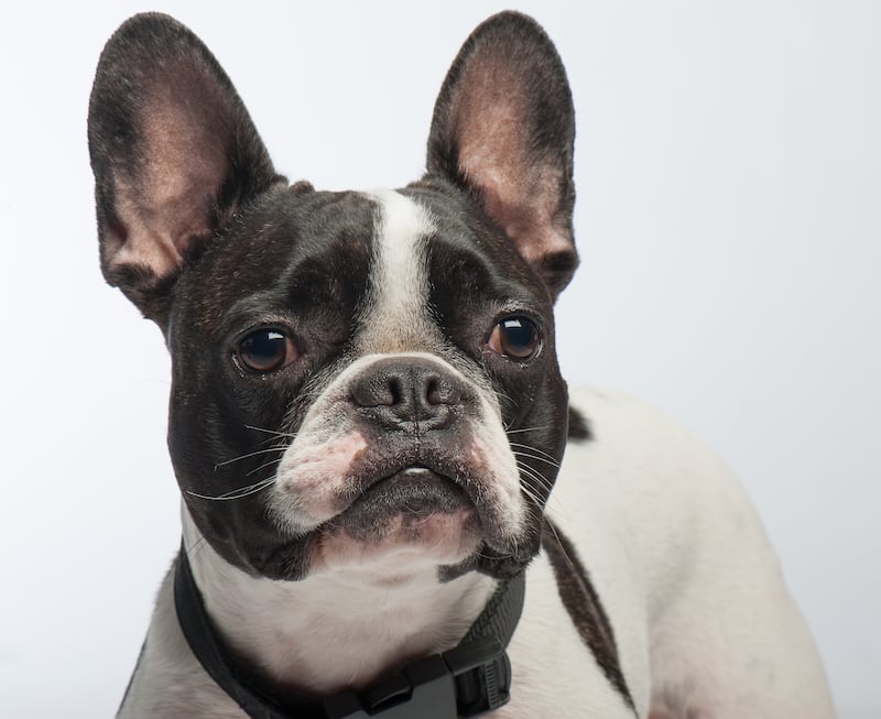 MPs said that social media had a role to play in popularising breeds like French bulldogs, which often experience health issues due to their flat faces