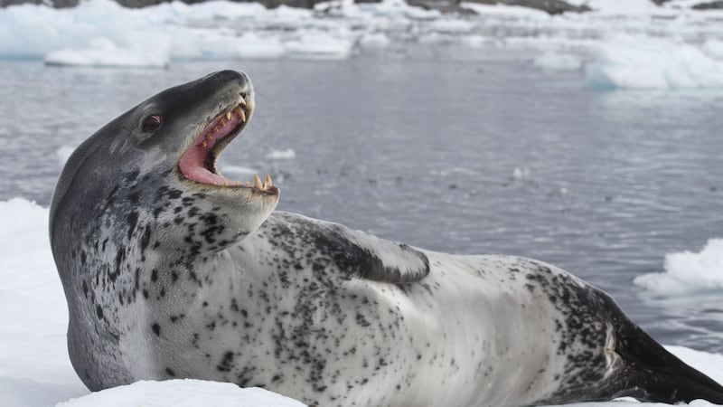Officials in New Zealand are searching for the owner of footage found in leopard seal scat on a South Island beach.