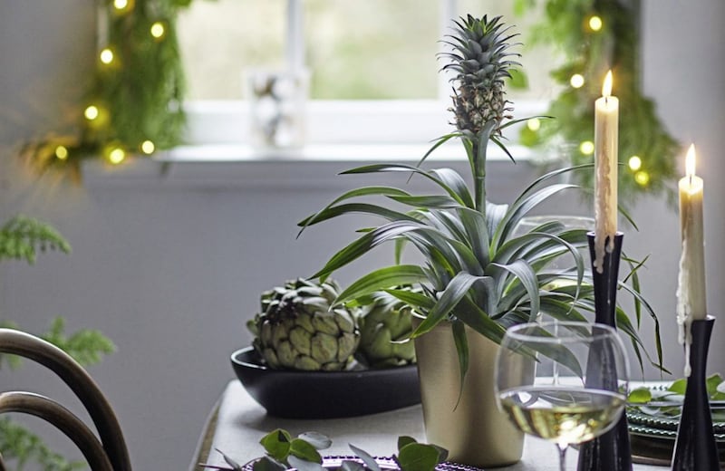 Undated Handout Photo of a pineapple plant on a festive table. See PA Feature GARDENING Houseplants. Picture credit should read: Dobbies Garden Centres/PA. WARNING: This picture must only be used to accompany PA Feature GARDENING Houseplants. 