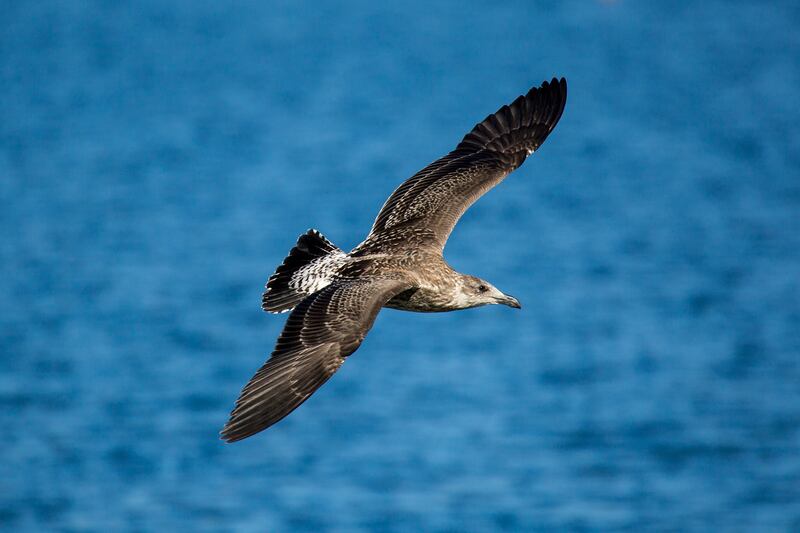 Shearwater bird. (Ryan Fletcher/Getty Images)