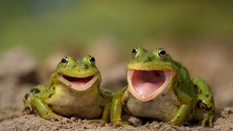 <em><b>COZ I&rsquo;M HAPPY...:</b> There are many ways of saying you&rsquo;re happy in Irish and it works for people but if animals could talk like they would to an Irish-speaking Dr Doolittle, then these frogs would be saying &ldquo;t&aacute; &aacute;thas orainn&rdquo;</em>