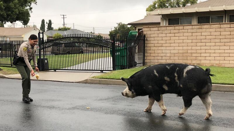 A deputy from San Bernardino County Sheriff’s Office in California had Doritos in her lunch bag and left a trail, which the pig followed.
