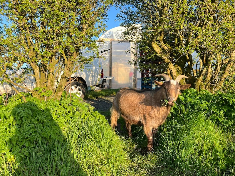 Glen the goat guarding the polytunnel