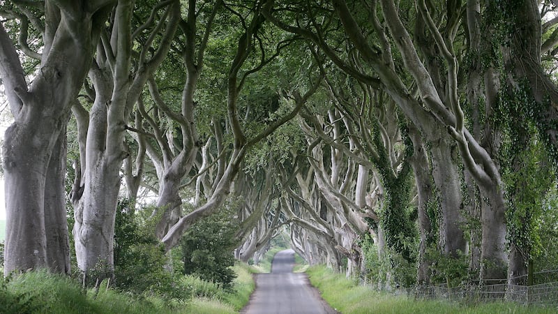 The Dark Hedges at Stranocum, which were featured in Game of Thrones.
