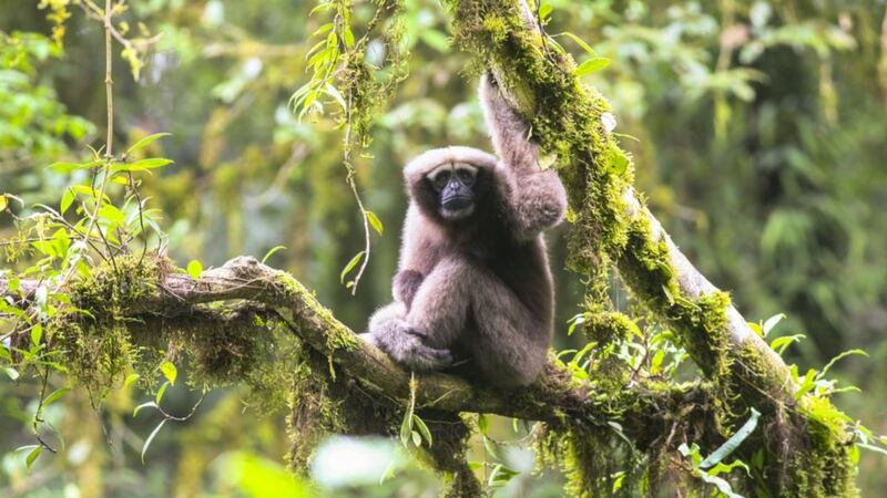 A new species of gibbon has been identified and named after a major Star Wars character