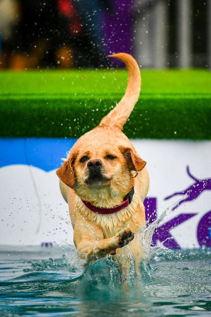 A Labrador jumps into a pool at Bristol Dogfest