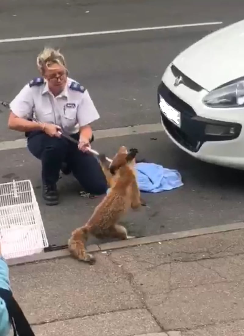 A fox was stuck in a car grille for 12 hours 