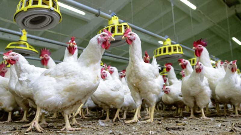 In the US poultry is washed in up to four chemical disinfectants and statistics show 97 per cent of chicken breast meat contains pathogens such as salmonella and E.coli.icken farm, production of white meat 