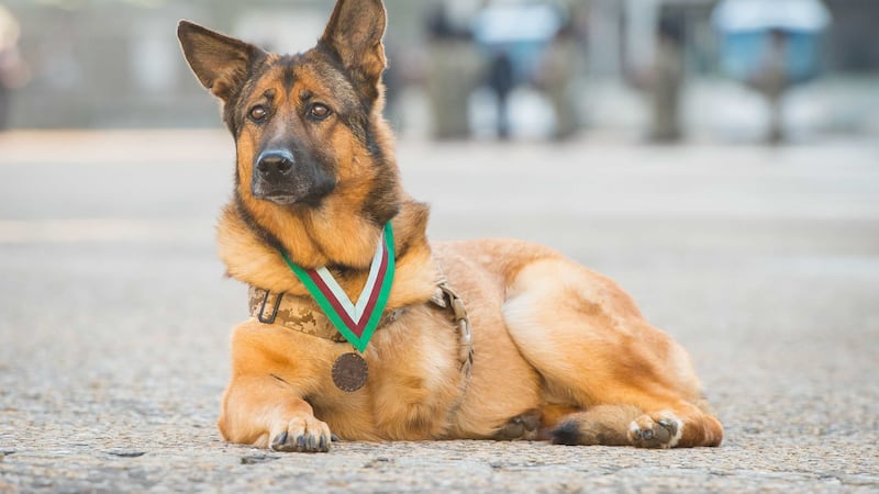 <span style="font-family: Verdana, Arial, Helvetica, sans-serif; font-size: 13.3333px;">Retired US Marine Corps dog Lucca after she was awarded the PDSA Dickin Medal - the animal equivalent of the Victoria Cross - at a ceremony at Wellington Barracks in London.</span><span style="font-family: Verdana, Arial, Helvetica, sans-serif; font-size: 13.3333px;">&nbsp;</span><span style="font-family: Verdana, Arial, Helvetica, sans-serif; font-size: 13.3333px;">Pic by&nbsp;</span><span style="font-family: Verdana, Arial, Helvetica, sans-serif; font-size: 13.3333px;">Dominic Lipinski, Press Association.</span>