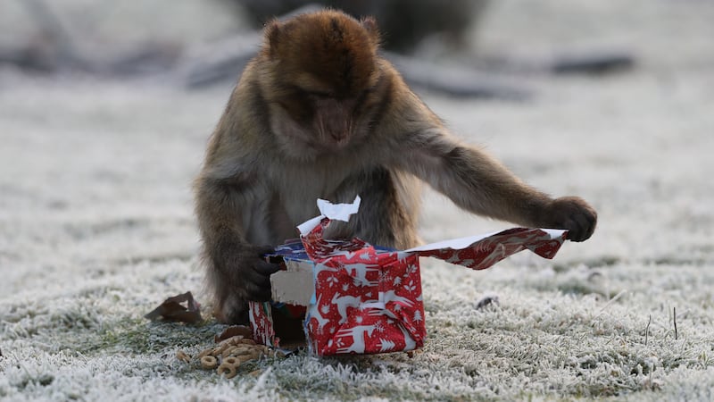 The Barbary macaques unwrapped their presents to find treats.