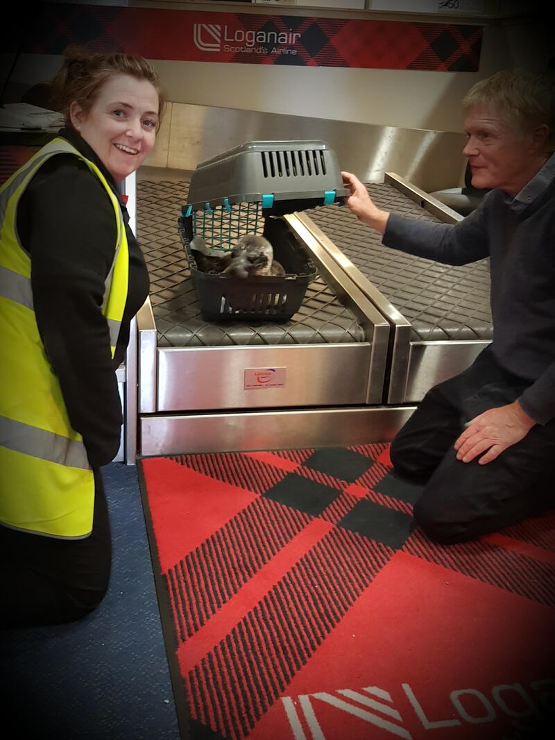 Sharleen McPhee, of Loganair Customer Services, and vet David Buckland prepare the seal for its journey (Loganair/PA)