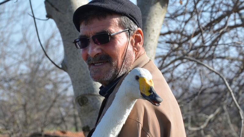 The swan stayed with Recep Mirzan and also befriended the cats and dogs in the area.
