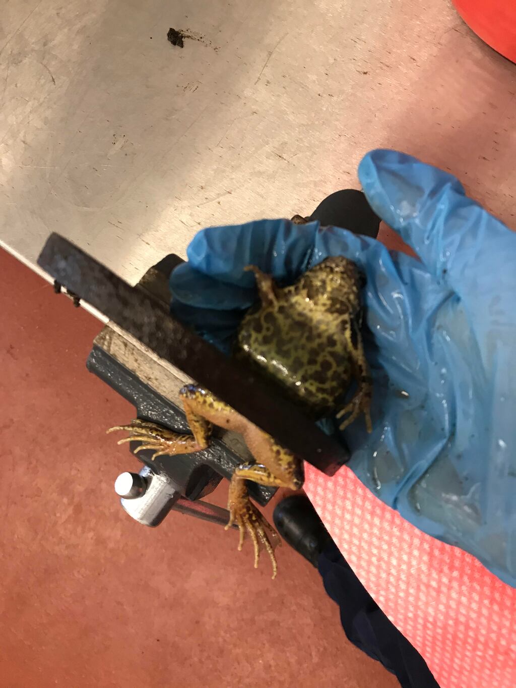 Firefighters rescue frog stuck in drain cover – The Irish News