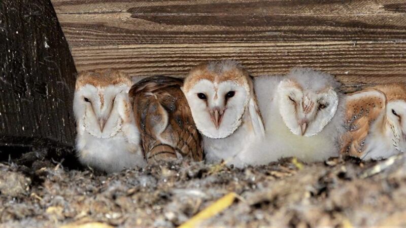 The five barn owl chicks born near Crumlin 