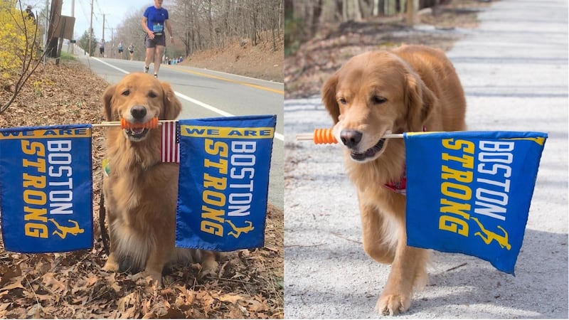 Spencer took time out of his job as a therapy dog to cheer on runners.