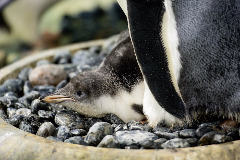 Baby Gentoo penguin
