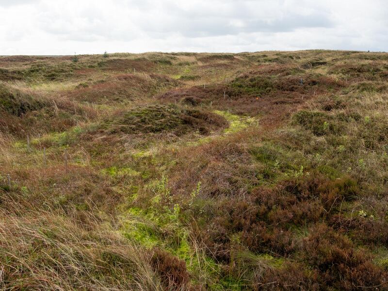 Restored peat on Kinder Scout in 2019 showing the spread of planted sphagnum
