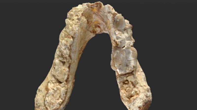 lower jaw of Graecopithecus freybergi dated 7.175 million years ago (Wolfgang Gerber/University of Tubingen/PA)
