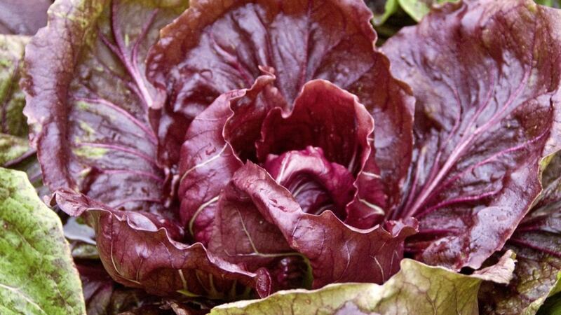 Radicchio is a popular and easy to grow vegetable 