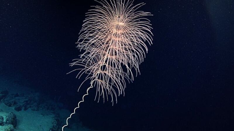 Data suggests that some 540 million years ago, the common ancestor of all octocorals were very likely bioluminescent (NOAA Office of Ocean Exploration and Research)
