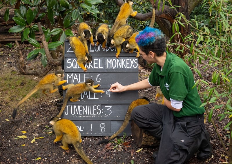 Rowan Swainson counts Squirrel monkeys
