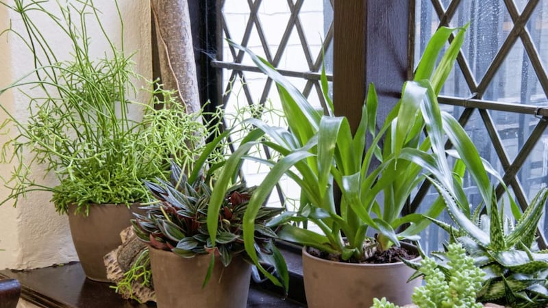 Healthy plants have a positive effect on the way people feel about their indoor environment. Picture by Tim Sandall/RHS/PA 