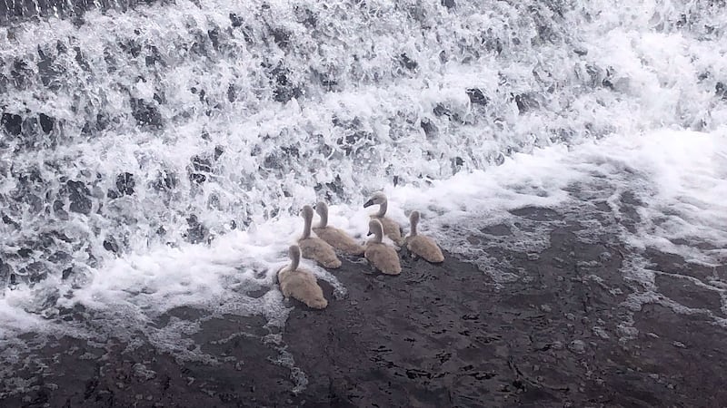 Rescuers leapt into action once more on Friday when six of the cygnets got washed over a weir again after learning how to scramble across a boom.