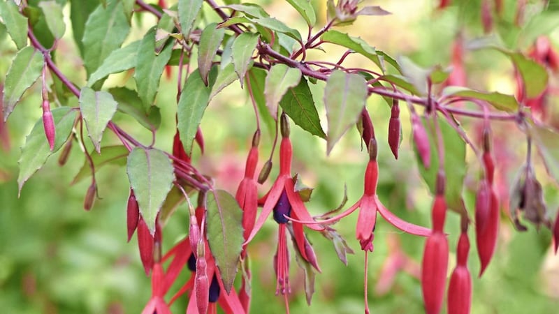 The Fuchsia feels at home in Ireland 