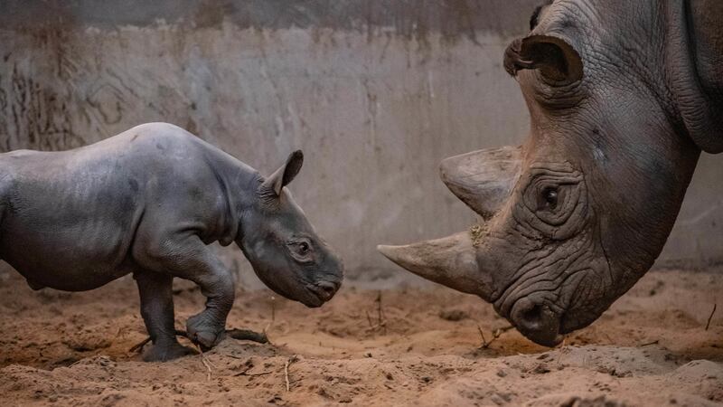 Fewer than 1,000 eastern black rhinos remain on the planet.